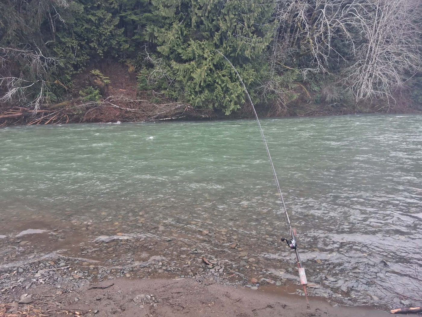 A fishing rod bent hard under a fish, line cutting into the green current of the Humptulips River