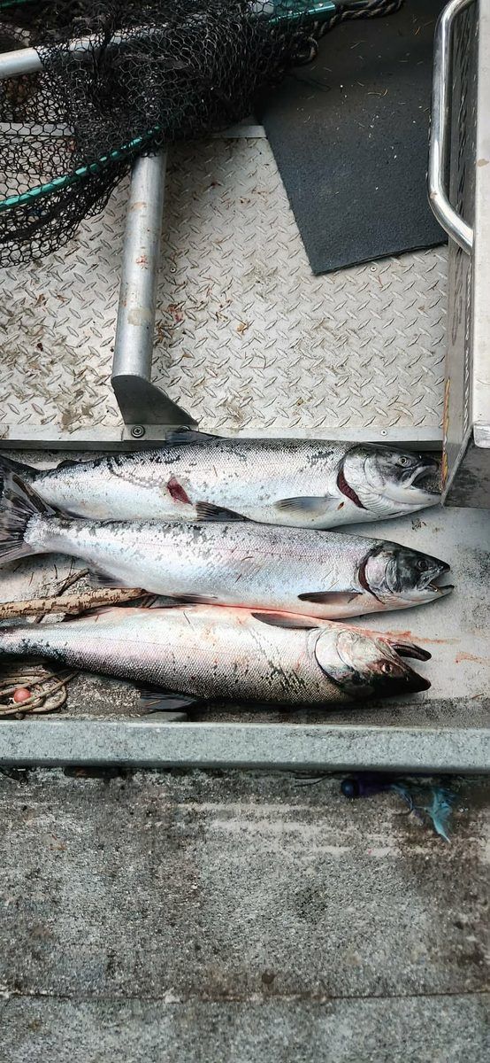 Three fresh salmon on the floor of the drift boat beside the landing net