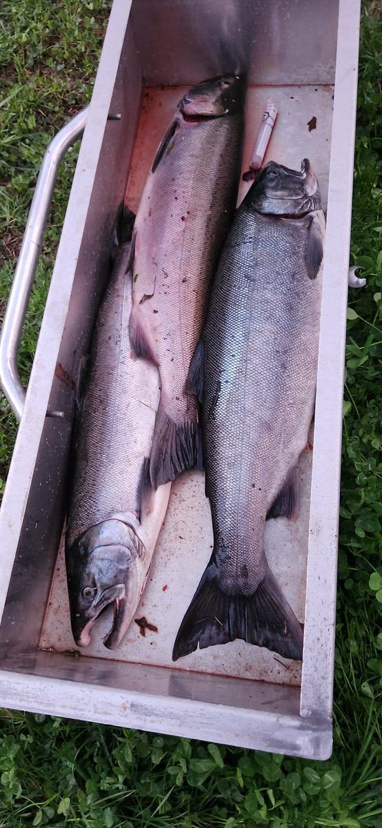 Several salmon laid in the drift boat's cooler on the grass at the takeout