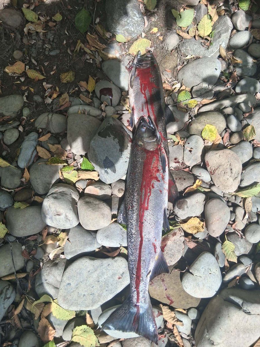 Two fresh-caught salmon laid on river gravel among fallen leaves